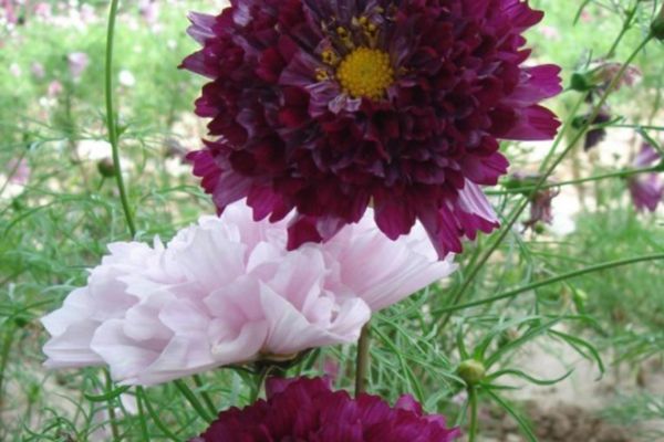 波斯菊