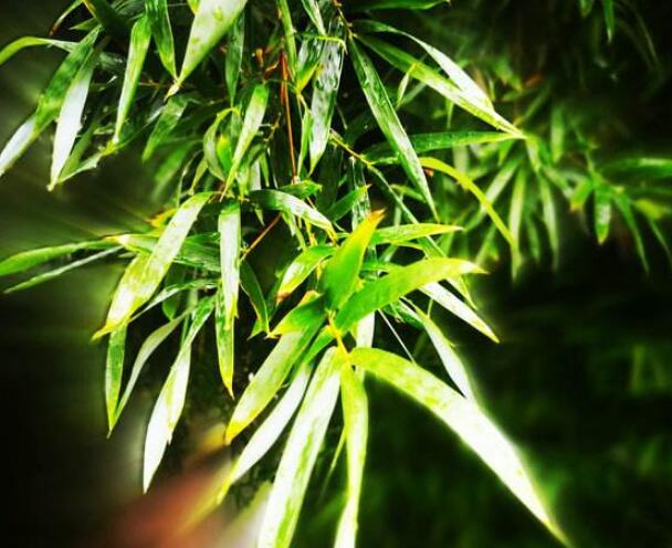 鳳尾竹1.jpg