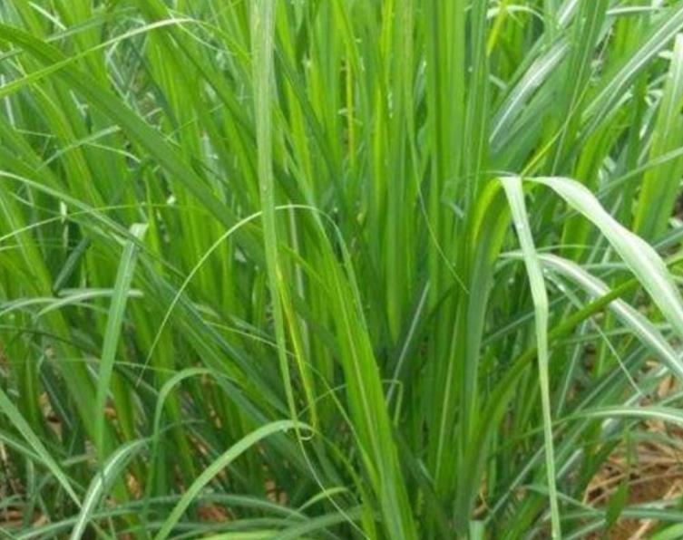 象草
