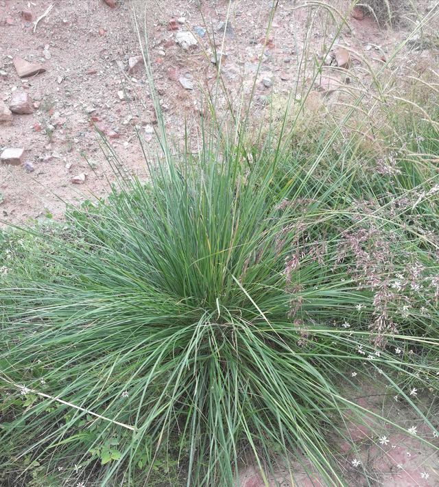 芨芨草 芨芨草