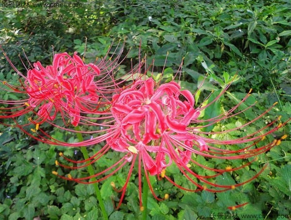 石蒜花發芽需要多少天