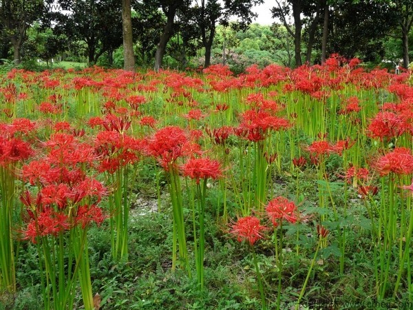 石蒜花發(fā)芽需要多少天