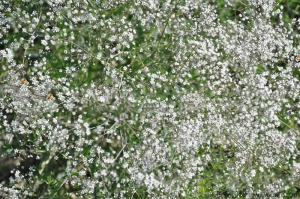滿天星植物開花圖片 滿天星植物開花圖片