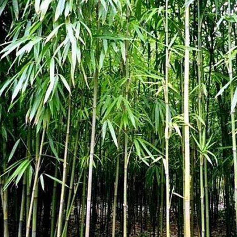 唐竹