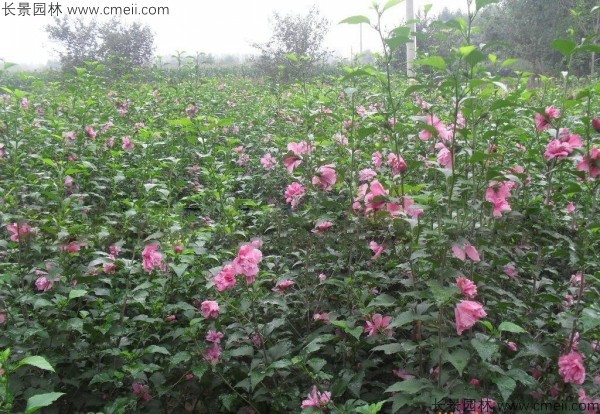 木槿種子發(fā)芽出苗開(kāi)花圖片