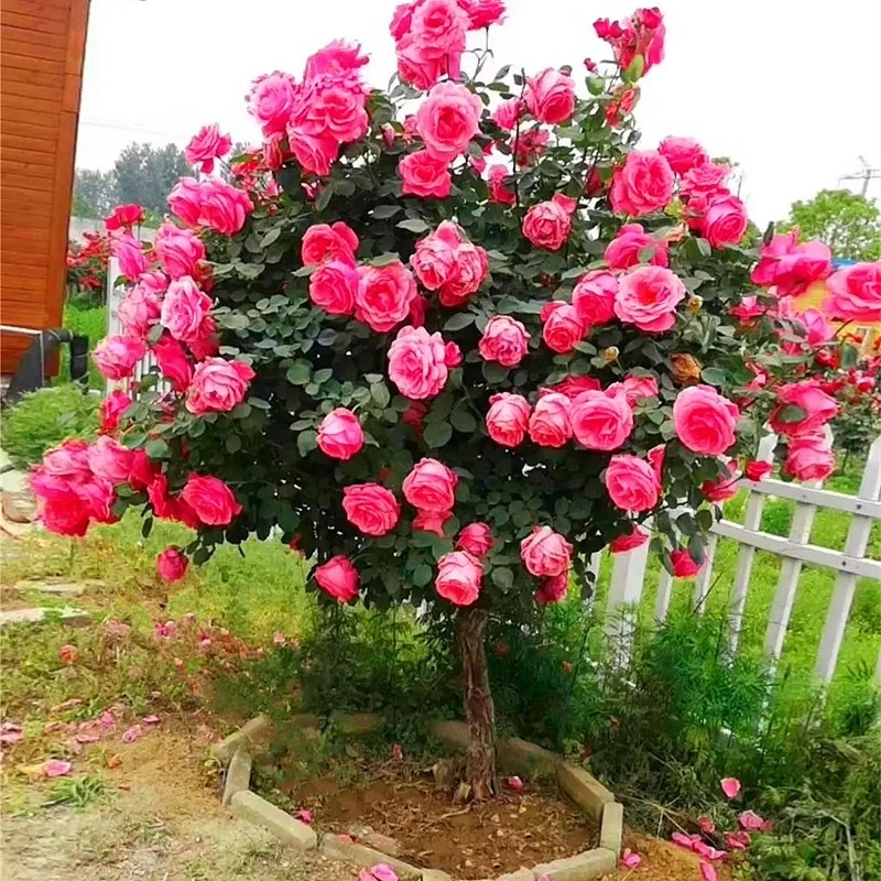 樹狀月季
