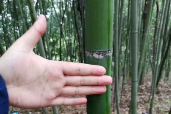 毛竹